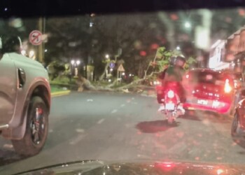Árboles caídos y cortes de luz por la tormenta en Misiones