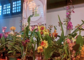 Todo lo que tenés que saber para el cuidado de tus orquídeas y cómo hacer para que florezcan