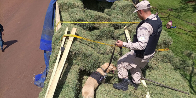 OLFATO. “Venus” durante el procedimiento sobre rutas 1 y 105 cuando cayó el cargamento disimulado entre alfalfa.