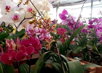 Todo listo para otra Fiesta Nacional de la Orquídea y Provincial de la Flor