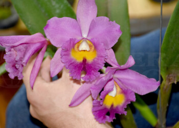 Vuelve la Expo Orquídeas, una cautivadora y obligada cita en Posadas