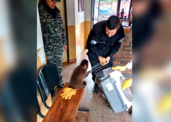Rescataron a un mono caí que estaba en cautiverio desde hace diez años