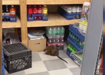 Alimentos: “Los roedores pueden transmitir una multiplicidad de patógenos”