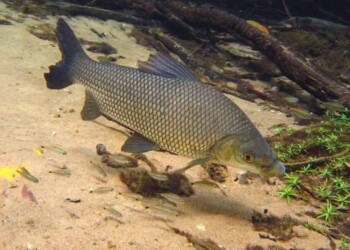 Estudio científico en el Paraná: revelan edad de sábalos a partir de los otolitos