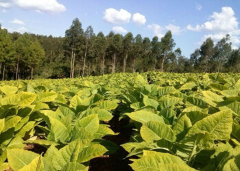Incorporan al tabaco al “dólar agro”, pero marcan que no tendrá impacto en Misiones