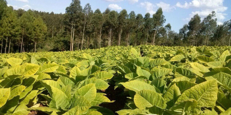 TABACO. Fue incluido al “dólar agro” pero no tendrá mayores efectos en la provincia.