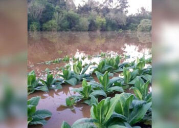 Aseguran que son más de 100 los productores de tabaco afectados por la última tormenta en Misiones