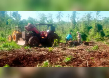 Takuapí Mirí volvió a denunciar la tala