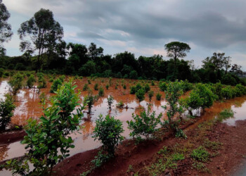 Productores misioneros sufrieron importantes pérdidas por la tormenta