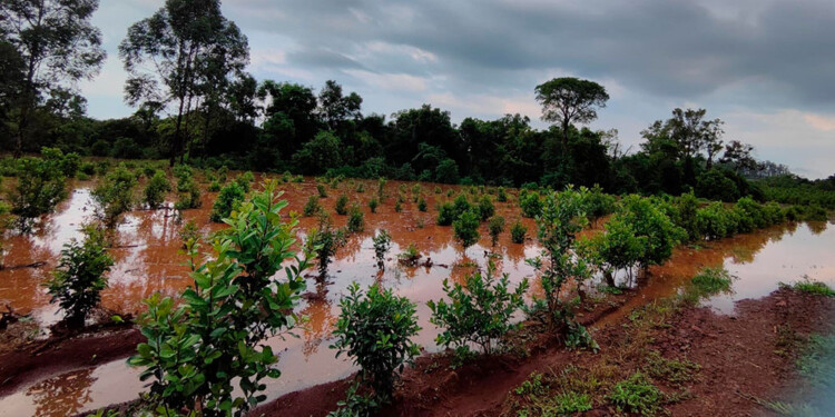 TEMPORAL. La tormenta nuevamente provocó destrozos en diferentes chacras de la provincia, en especial en la zona del Alto Uruguay.