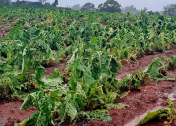 Productores misioneros sufrieron importantes pérdidas por la tormenta