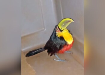 Rescataron a tucán de pico verde hallado en la ruta 14