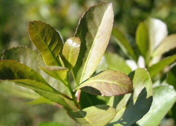 Desde el INYM aseguran que el nuevo laudo “refleja el pedido del sector productivo y los secaderos”