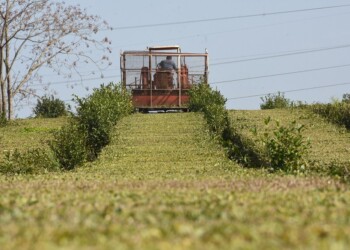 Comenzó la zafra de té en medio de la crisis por gasoil y precios bajos