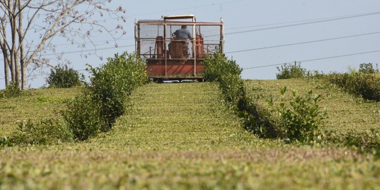 PESE A TODO. Los grandes secaderos de la provincia comenzaron a recepcionar el producto días atrás.