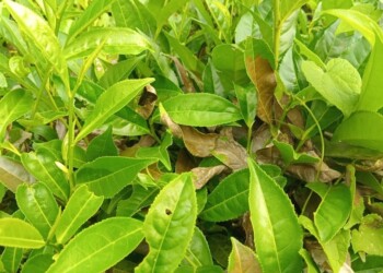 Poco sol y alta humedad, combinación que provoca el hongo negro en el té