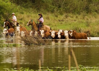 Crecida del río Paraná afecta a cinco millones de cabezas de ganado