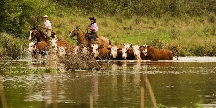 Empedrado, Corrientes. Arreo de ganado hereford cruzando un baÃ±ado.