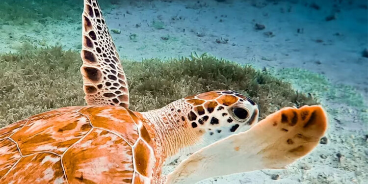 Un argentino, el “Mejor fotógrafo de naturaleza” del mundo
