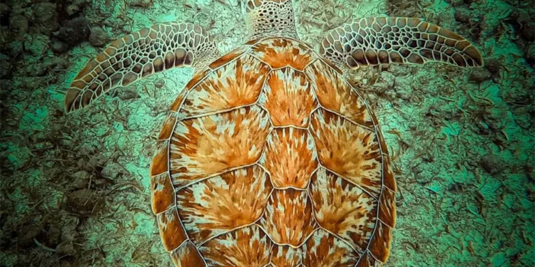 Un argentino, el “Mejor fotógrafo de naturaleza” del mundo