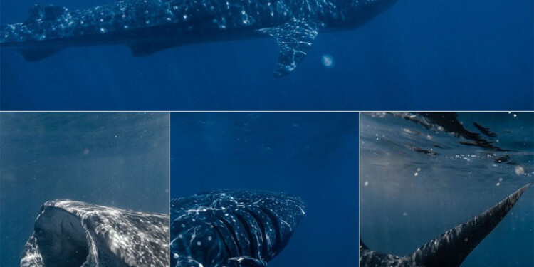 Un argentino, el “Mejor fotógrafo de naturaleza” del mundo