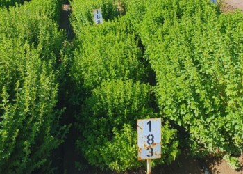 Nueva variedad de orégano del INTA triplica los rendimientos