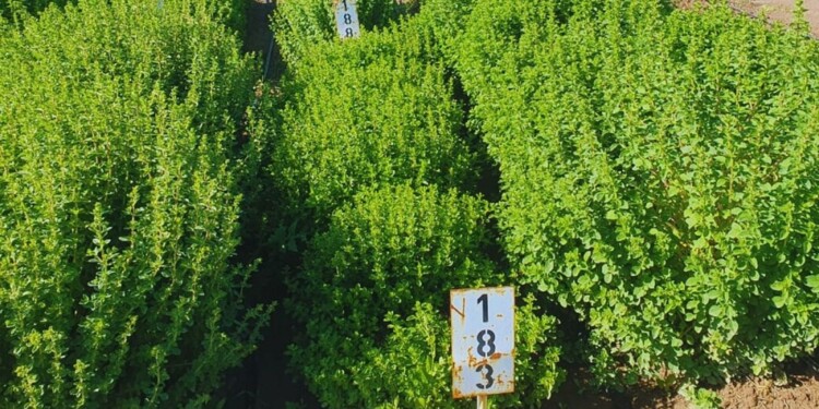 ORÉGANO CON TONADA CORDOBESA. Magno INTA-FCA tiene características que importan especialmente al productor, ya que se destaca por su alto rendimiento, que supera a la variedad Alpa Sumaj FCA-INTA, que hasta ahora era la más rendidora.