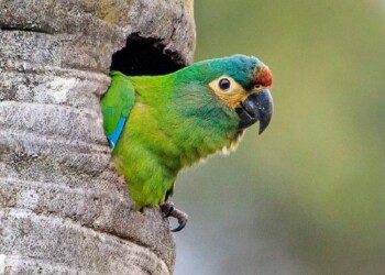 Buscan rescatar a un loro posiblemente extinto en el país