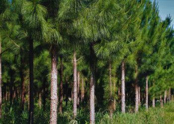 Desde Misiones se exporta genética forestal de alta calidad y rendimiento