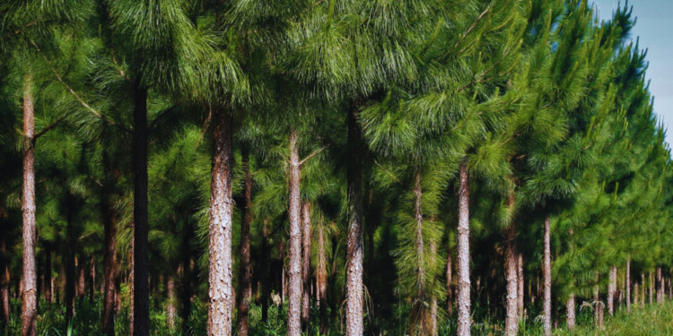 DE EXPORTACIÓN. El INTA ya comercializa al extranjero genética forestal de alta calidad y rendimiento.