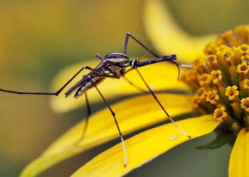 Las plantas que atraen mosquitos en épocas de humedad y calor