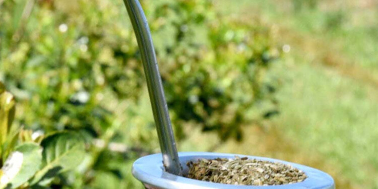 YERBA. Aumentó un 15% y volverá a subir el valor del paquete la próxima semana tras el balotaje.