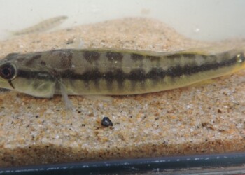 Peces del río Paraná: Crenicichla vittata