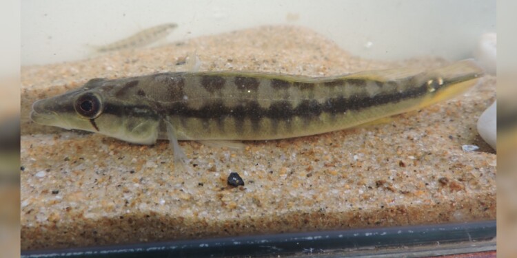 Crenicichla vittata/Foto: Lic. Danilo R. Aichino