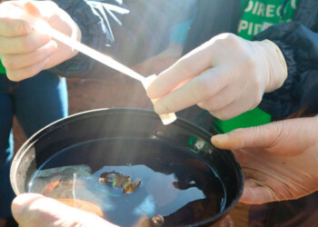 Dengue: se intensifican las tareas de control de vectores en Posadas