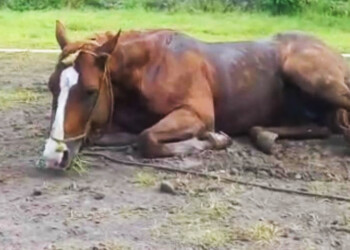 Detectaron casos de encefalomielitis equina en dos provincias