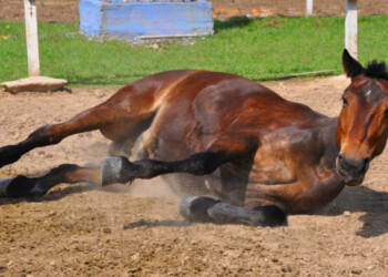 Detectaron casos de encefalomielitis equina en dos provincias