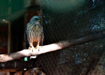 “A nosotros como provincia nos falta mucho conocimiento de nuestras especies”