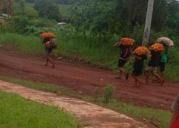 Denuncian 17 robos en 40 días: los cítricos se venden en la ruta