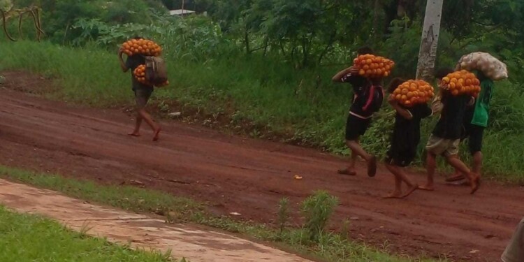 ROBO HORMIGA. A plena luz del día se llevan las naranjas de la chacra.