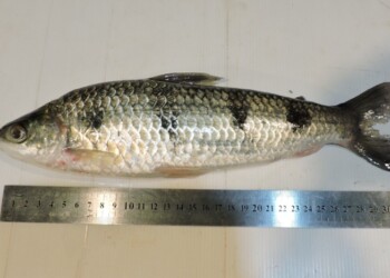 Peces del río Paraná: Schizodon borellii