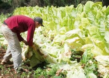 Piden fijar en $65 el aporte al FET por cada venta de paquetes de cigarrillos