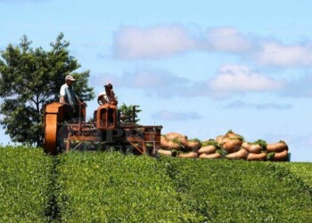 El Gobierno actualizó y prorrogó el “dólar agro” hasta diciembre