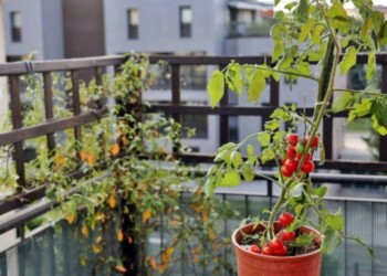 Plagas del tomate: cuáles son y cómo combatirlas ecológicamente
