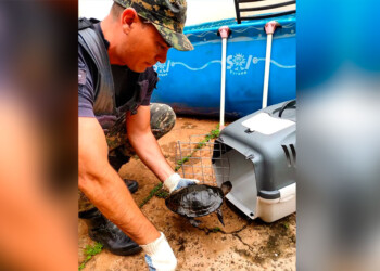 Animales silvestres siguen apareciendo en Posadas y Garupá tras las lluvias