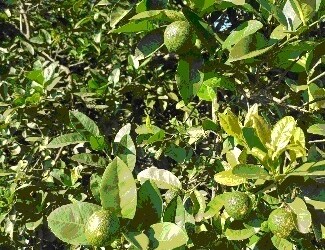 Limón Paraguay, limón misionero o limón mandarina