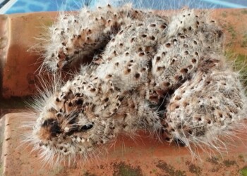 Logran resguardar a una lechuza “Atajacaminos”