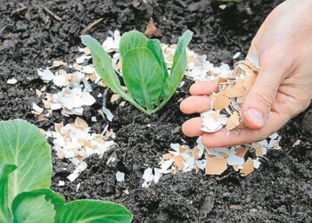 ¿Qué beneficio tiene la cáscara de huevo en las plantas?