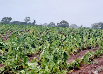 Evalúan los daños que causó la tormenta en las chacras para gestionar recursos