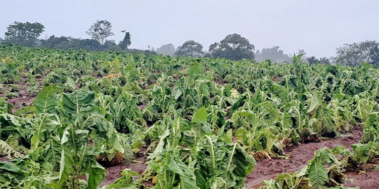 MÚLTIPLES DAÑOS. Los sectores más afectados son los que sufrieron reiteradas tormentas y caída de granizo. (Archivo)